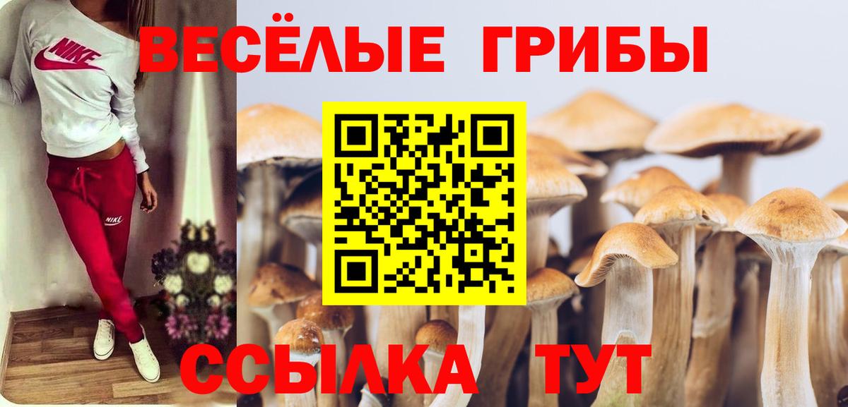 Псилоцибиновые грибы Psilocybine cubensis  Можга 